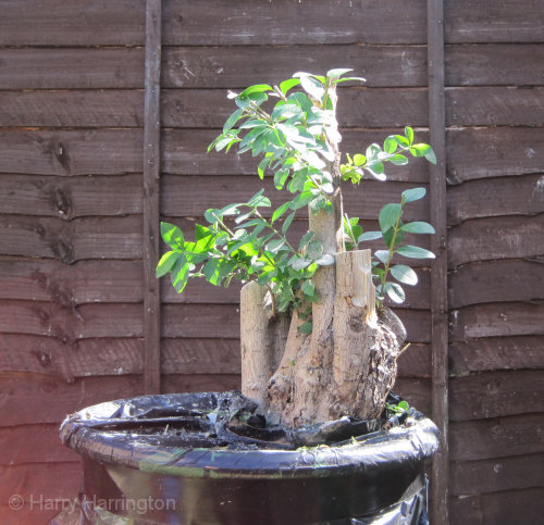 Large Privet Bonsai Progression 
